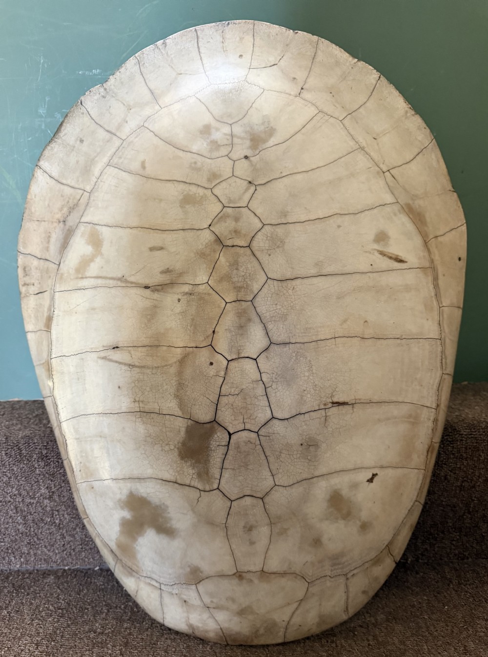 large late c19th early c20th polished blonde arrau or amazonian river turtle shell carapace podocnemis expansa